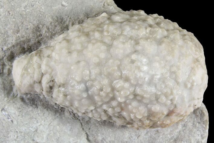 Cystoid Fossil (Holocystites) on Rock - Indiana #85697